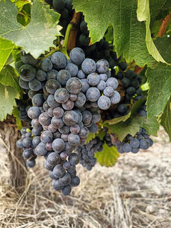 Raisin Rouge - Mas de Valériole