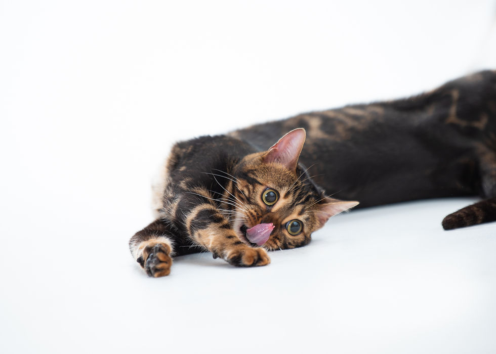 Close-up view of a regal cat lounging on a velvet cushion in a studio