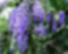 Petrea