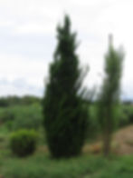 Kayzuca