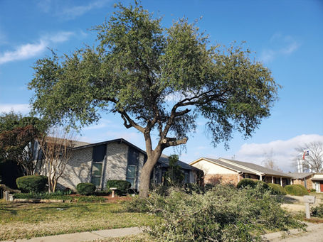 Tree Trimming Benefits