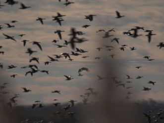 Dinnyés-fertő Nature Conservation Area