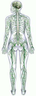 Siegel Chiropractic Center helps you identify what is going on in your body with our Neuropathy Treatment in Delray Beach, Florida. This is an image of the nerve cells in the human body.