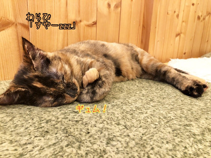 猫処またたび亭|お知らせ|猫カフェ|青森県八戸市|チーノ