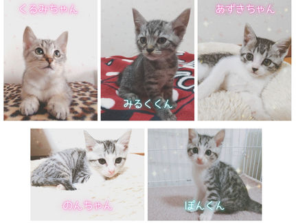 里親募集のおしらせ（一般）