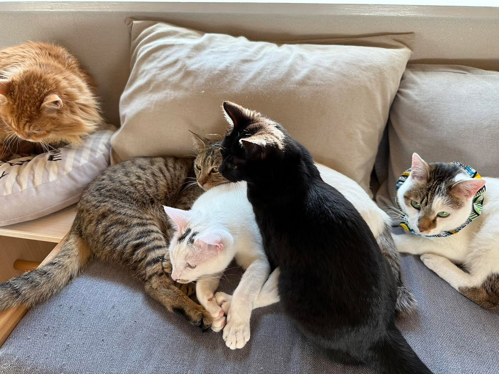 猫の日は通常営業いたします