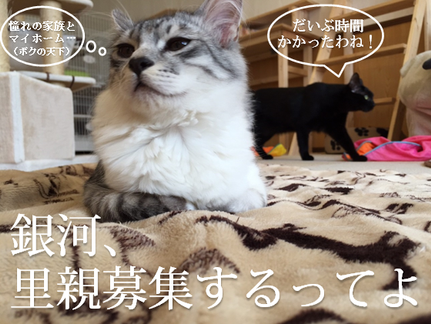 銀河くん、里親さん決定の瞬間…!