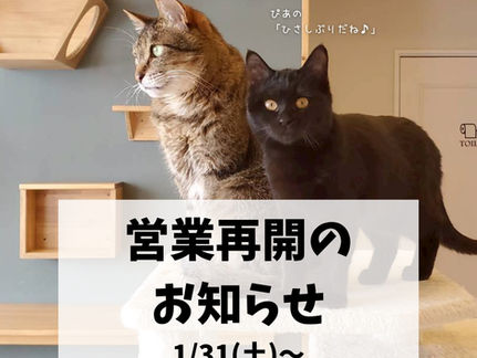 1/31(土)から通常営業します