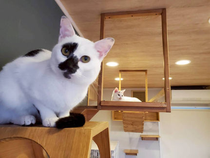 3/7(土)から通常営業いたします