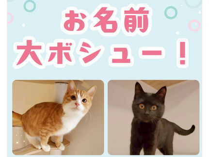 新猫ニャンズのお名前大ボシュー！　【募集期間 ～2026.1.18(日)まで】