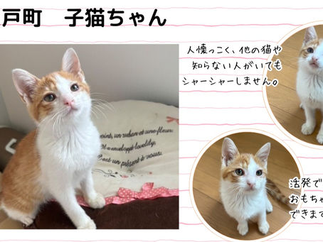 里親募集のお知らせ(一般)