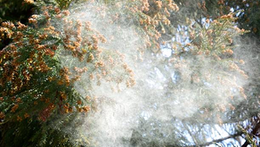 もう直ぐ花粉症のシーズンが始まります・・・