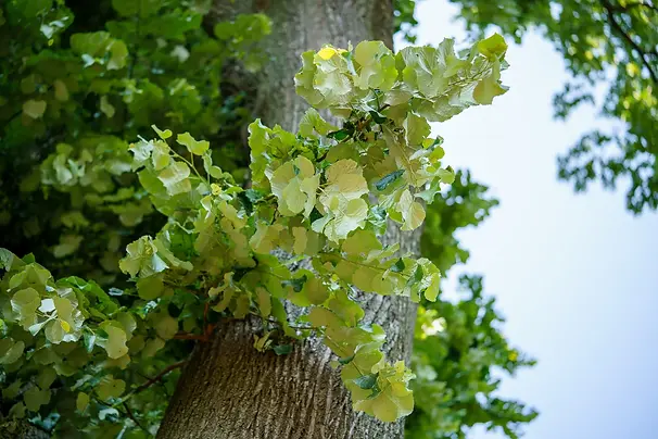 AmericanLinden.webp