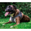 Thumbnail: Instachew PETKIT Air Fly Dog Harness
