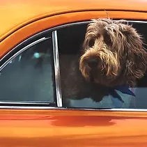 pet loss support