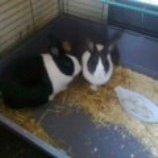 2-6A6833A7-1371125-800_edited