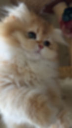 British long hair kittens