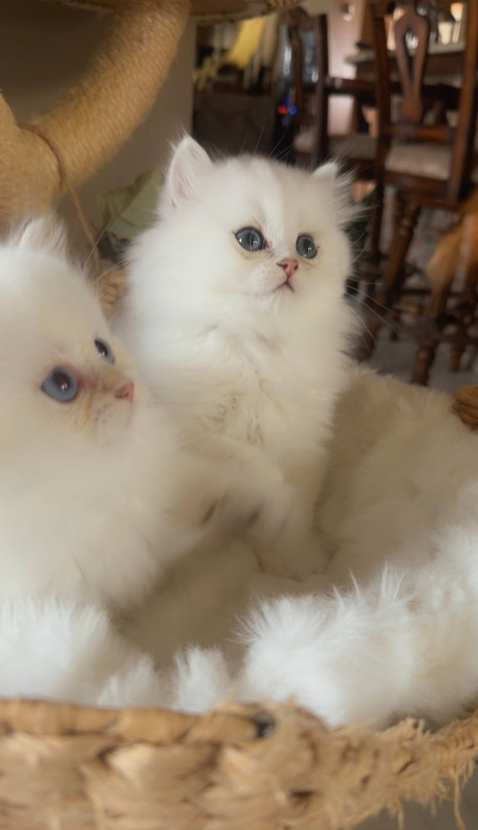 Silver shaded British long hair kitten