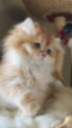 British long hair kittens