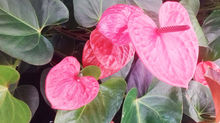 Plantas que purificam o ar