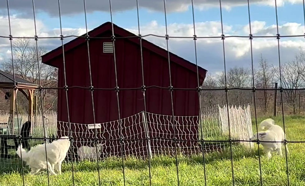 Fast dogs! Barking! And a very small goat. Not a problem at all. NOTE: This fencing is NOT electrified - it is a visual and physical barrier only.