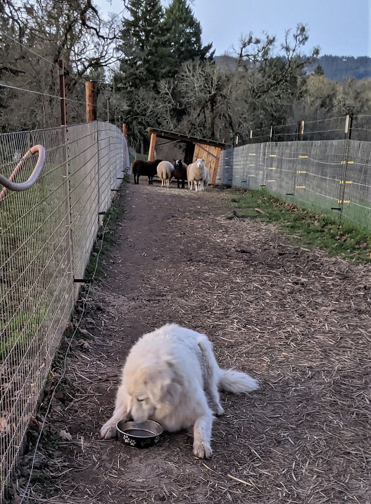 Teaching An Incompatible Behavior