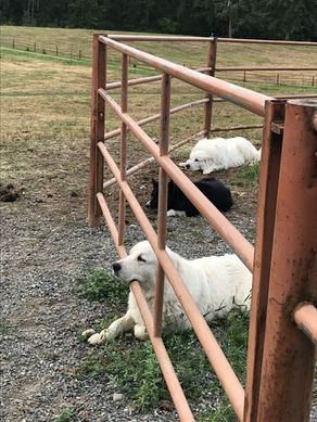 Gate Manners & Using My Favorite Harness