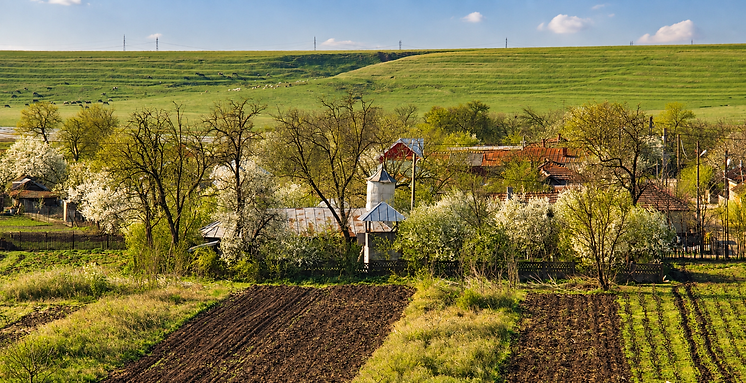 Blossoming Village Amidst Rolling Farmland.png