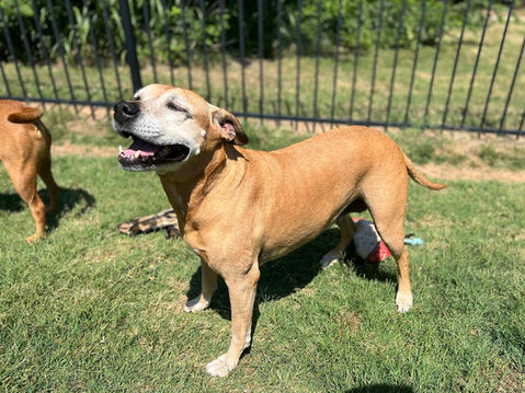 Smiling, happy dog outside