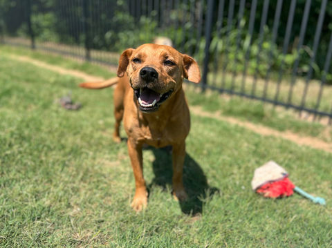 Smiling dog outside