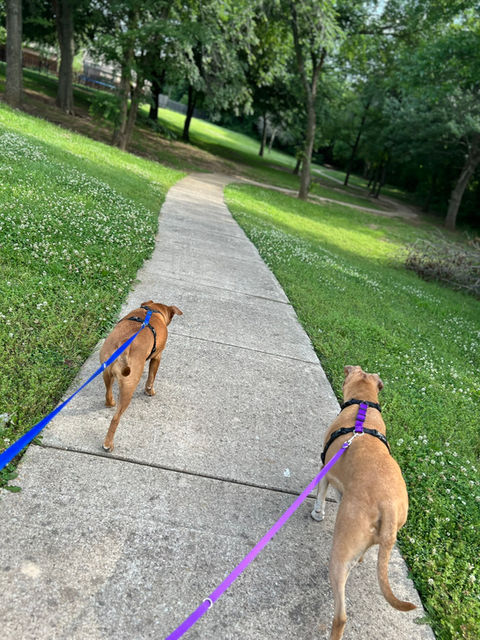 Two dogs walking down a greenbelt