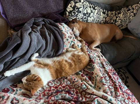 Cat and dog sleeping on a couch together