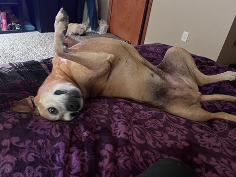 Dog belly up on a bed