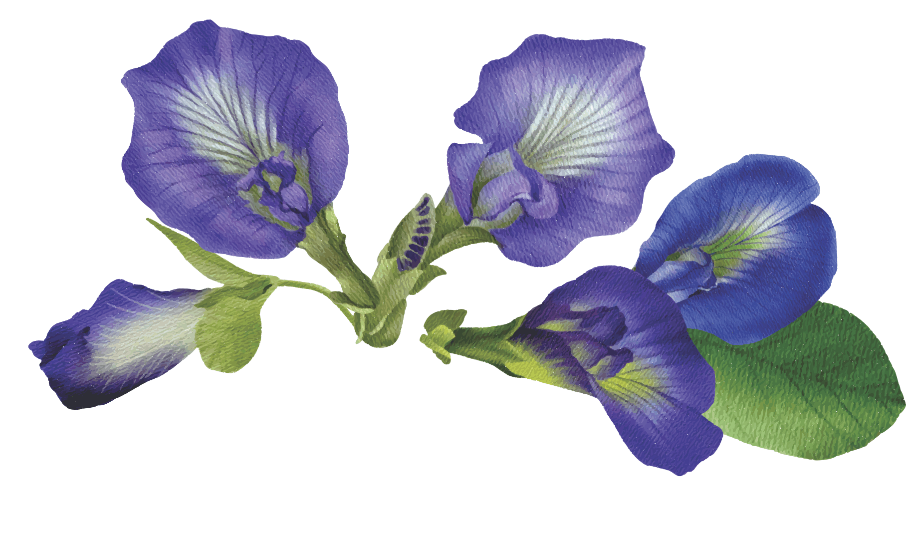butterflie pea.gif