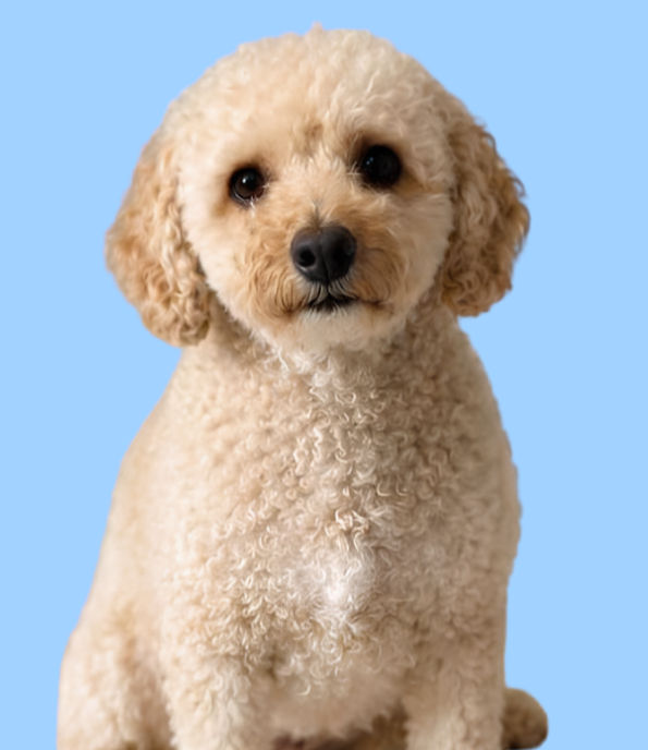 Small curly poodle mix promoting pet wellness