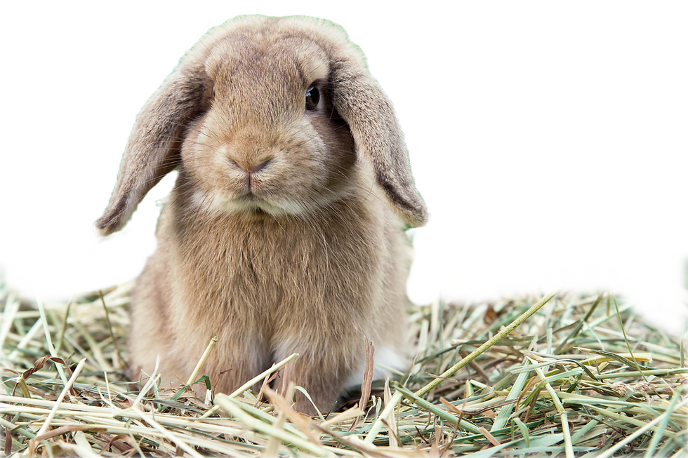 Adorable Brown Rabbit