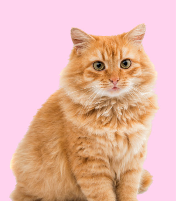 Fluffy orange cat on pink background for pet wellness.