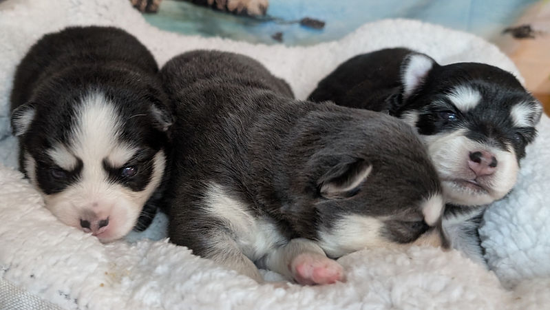 Litter pic_edited.jpg