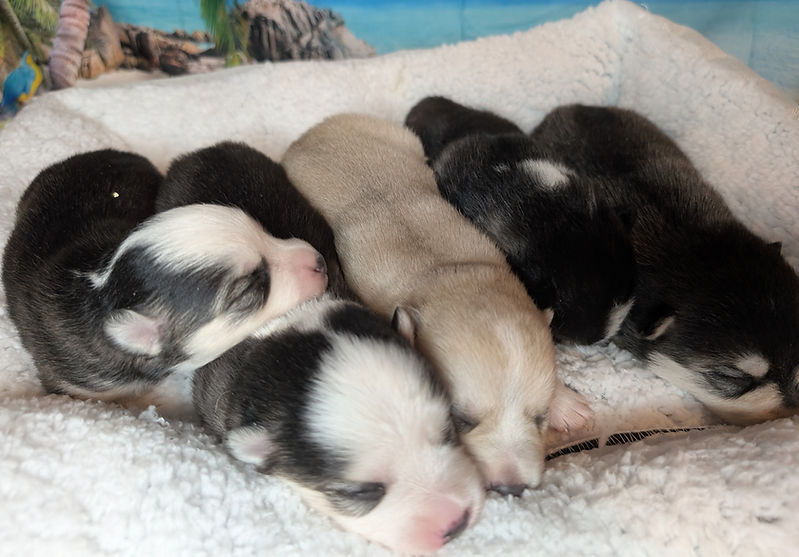 Litter pic week 3_edited.jpg