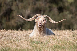 Croajingolong Buck 1