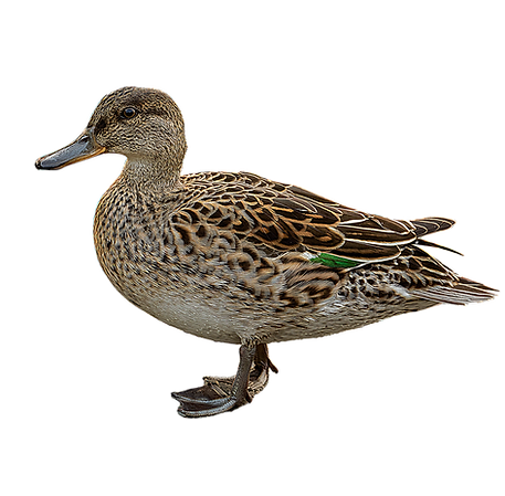 South Florida Wood Duck