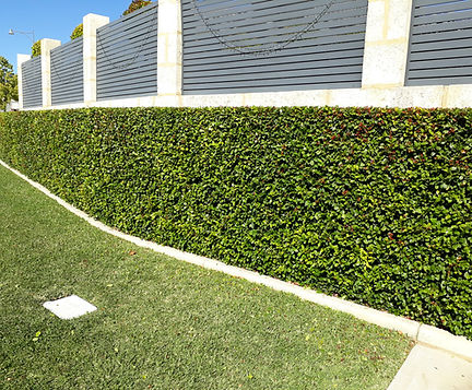 Viburnum Hedge, Baldivas, Perth Western Australia