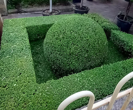 Box and Ball Hedge, Banjup, Perth Western Australia