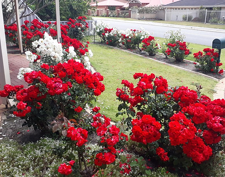 Roses After Winter Pruning, Glen Iris, Perth Western Australia