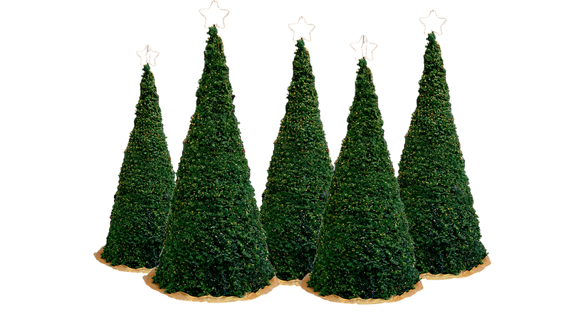 pinos banner 2_edited.png