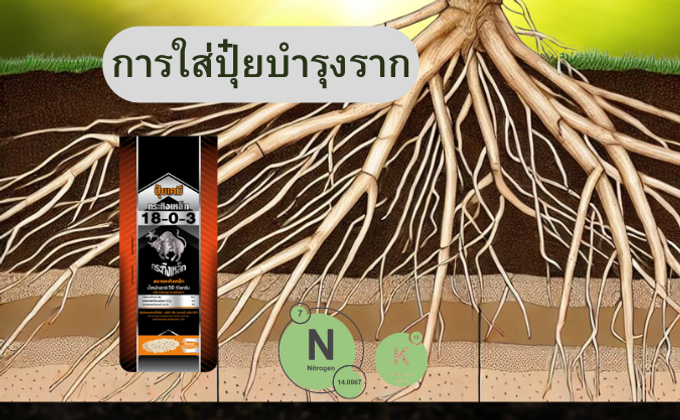ปุ๋ยกระทิงเหล็ก 18-0-3