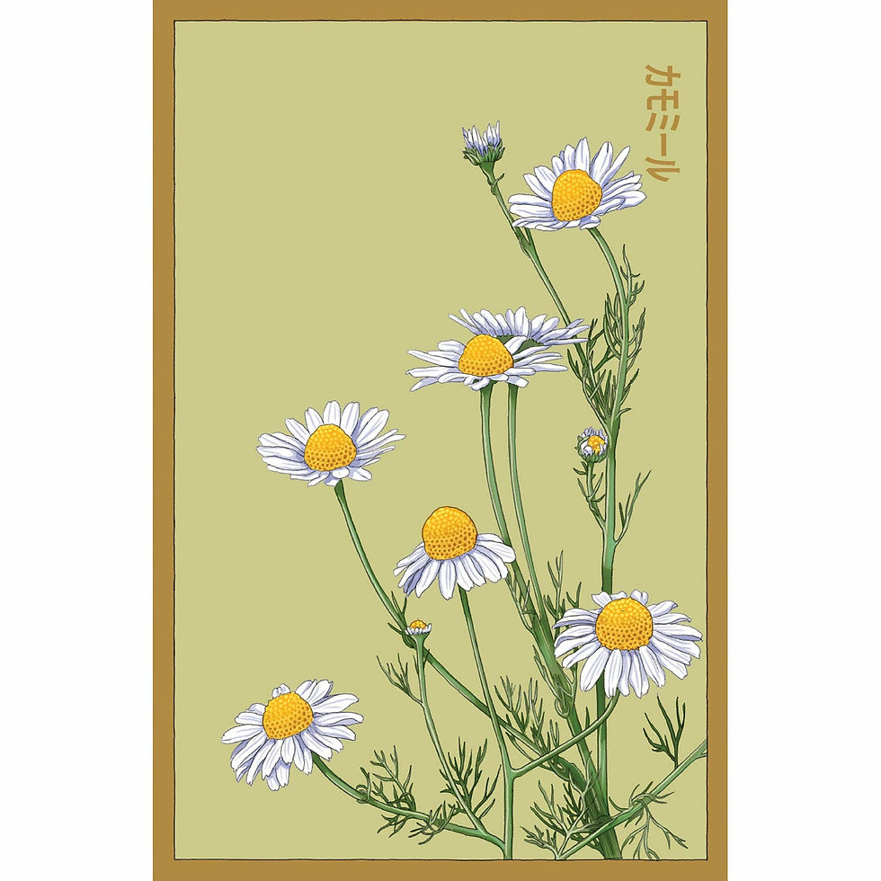 Chamomile Flower Seeds Packet