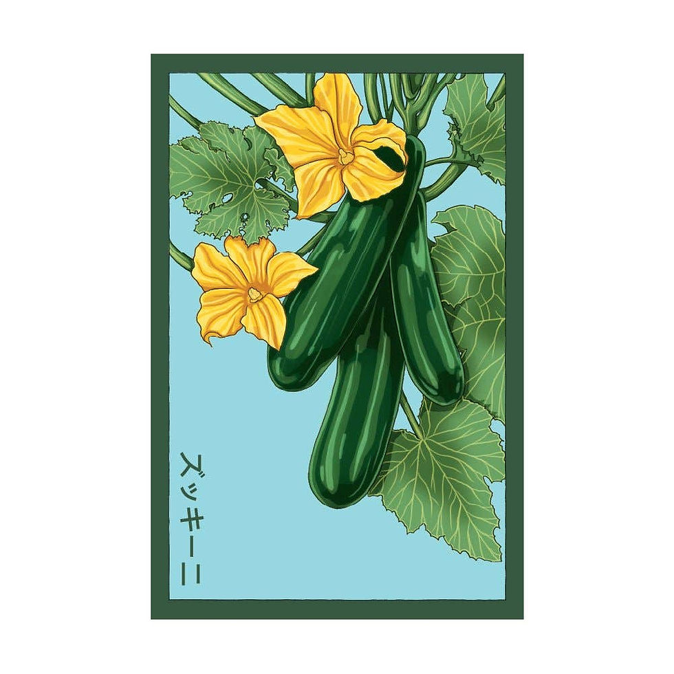 Illustration of zucchini and blossoms
