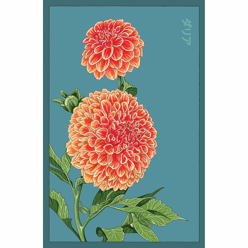 Two orange dahlias on teal background