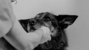 Meu pet não gosta de ir ao veterinário, como posso ajudá-lo?